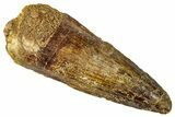 Fossil Spinosaurus Tooth - Real Dinosaur Tooth #331490-1